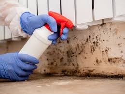 Why You Should Choose Our Mold Remediation Services in Port Angeles, WA